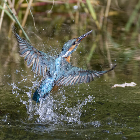 Eisvogel